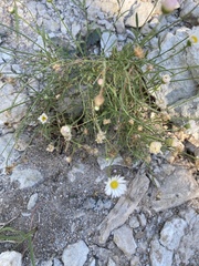 Chloracantha spinosa