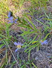 Eurybia hemispherica