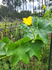 Luffa aegyptiaca