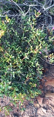 Leipoldtia schultzei