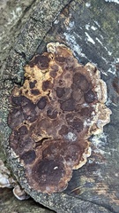 Serpula himantioides