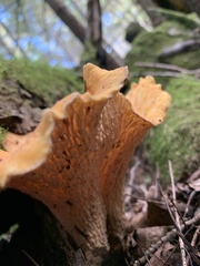 Turbinellus floccosus