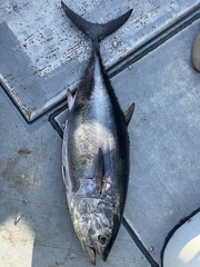 Thunnus orientalis