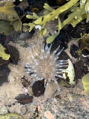 Aulactinia stella