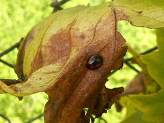 Exochomus quadripustulatus