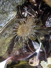 Aulactinia stella