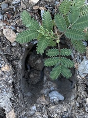 Desmanthus velutinus