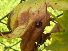 Exochomus quadripustulatus