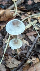 Mycena vitilis