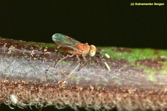 Anagyrus pseudococci