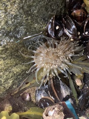 Aulactinia stella