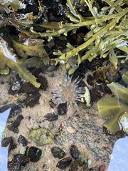 Aulactinia stella