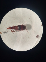 Sepedophilus