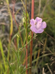 Agalinis aspera