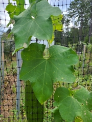 Luffa aegyptiaca