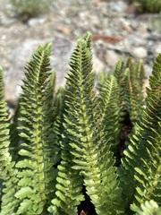 Polystichum lemmonii