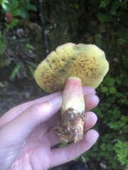 Boletus smithii