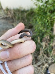 Lycodonomorphus rufulus