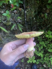 Boletus smithii