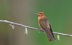 Aglaeactis cupripennis