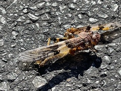 Trimerotropis pallidipennis