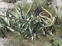 Agave asperrima