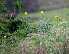 Argemone mexicana