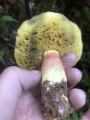 Boletus smithii