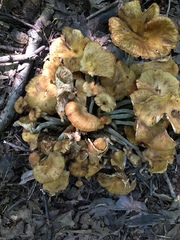 Desarmillaria caespitosa image