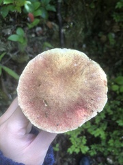 Boletus smithii