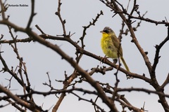 Geothlypis poliocephala
