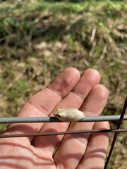 Hyperolius marmoratus marmoratus