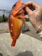 Sebastes constellatus