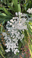 Anaphalis margaritacea