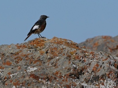 Phoenicurus erythrogastrus