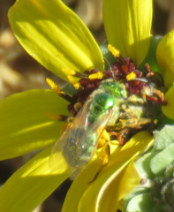 Agapostemon angelicus