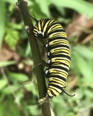 Danaus plexippus plexippus