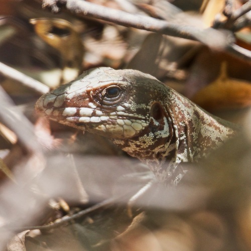 Cape Region Whiptail