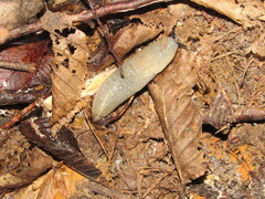 Krynickillus melanocephalus