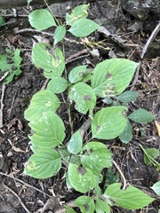 Cornus alternifolia