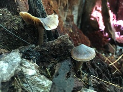 Simocybe centunculus