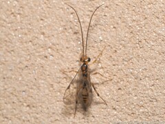 Mesochorus discitergus