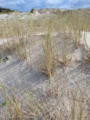 Ammophila arenaria