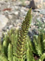 Polystichum lemmonii
