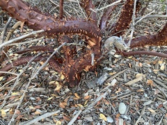 Arctostaphylos densiflora