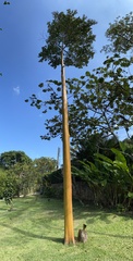 Calycophyllum spruceanum