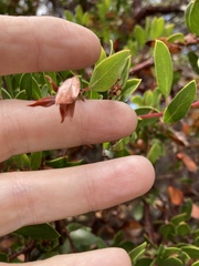 Arctostaphylos densiflora