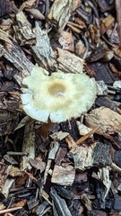 Agrocybe rivulosa