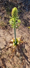 Ornithogalum xanthochlorum