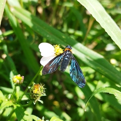 Cyananthrax cyanopterus